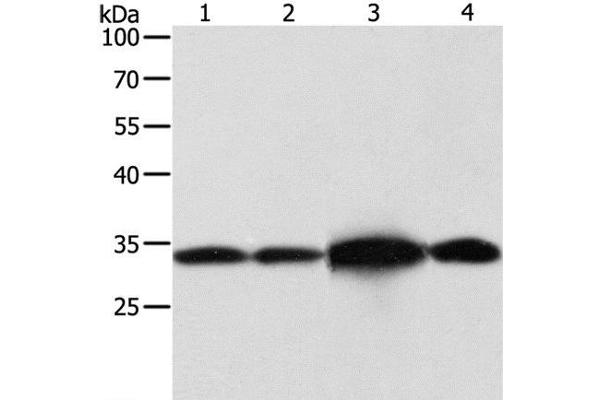 NAPA antibody