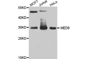 Western blot analysis of extracts of various cell lines, using MED6 antibody. (MED6 antibody)