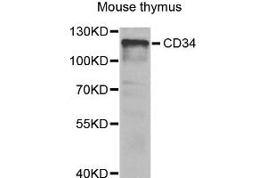 Western blot analysis of extracts of Mouse thymus cells, using CD34 antibody. (CD34 antibody)