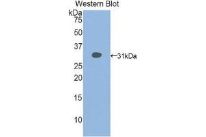 Western Blotting (WB) image for anti-Histone Deacetylase 6 (HDAC6) (AA 565-813) antibody (ABIN1859132) (HDAC6 antibody  (AA 565-813))