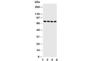 Western blot testing of PAK6 antibody and Lane 1:  HeLa (PAK6 antibody  (N-Term))