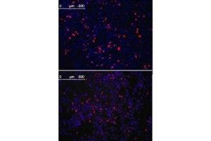 Immunoflurescence analysis with KLF4 antibody. (KLF4 antibody)