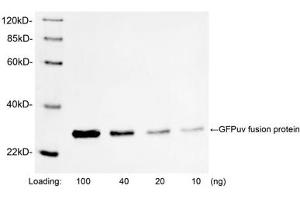 Western blot analysis of GFPuv fusion protein using 1 µg/mL Rabbit Anti-GFP Polyclonal Antibody (ABIN398857) The signal was developed with IRDyeTM 800 Conjugated Goat Anti-Rabbit IgG. (GFP antibody)