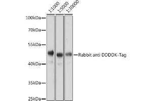 Western blot analysis of 293T-GFP-His-Myc-Flag-HA protein using Rabbit anti DDDDK-Tag pAb (ABIN1512924 and ABIN5663537) at different dilution. (DYKDDDDK Tag antibody)