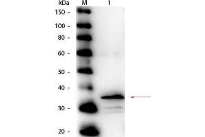 Western Blot of Rabbit anti-Carboxypeptidase B Antibody Peroxidase Conjugated. (CPB1 antibody  (HRP))