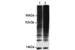 Image no. 1 for anti-Ubiquitin (Ubiquitin) antibody (ABIN476541) (Ubiquitin antibody)