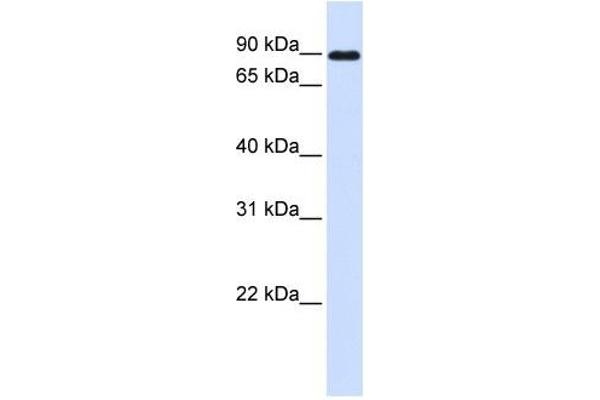 Cadherin 24 antibody  (N-Term)