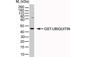 Image no. 2 for anti-Ubiquitin (Ubiquitin) antibody (ABIN305541) (Ubiquitin antibody)