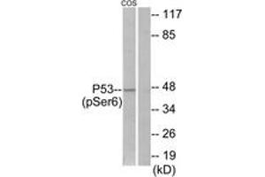 Western Blotting (WB) image for anti-Tumor Protein P53 (TP53) (pSer6) antibody (ABIN2888502) (p53 antibody  (pSer6))