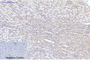 Immunohistochemical analysis of paraffin-embedded rat kidney tissue. (LC3B antibody)