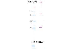 Western Blot Analysis of SMN1, mAb (2B1) . (SMN1 antibody  (C-Term))