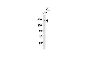 Anti-RICTOR Antibody (Center)at 1:2000 dilution + HepG2 whole cell lysates Lysates/proteins at 20 μg per lane. (RICTOR antibody  (AA 1068-1102))