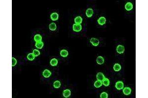 Immunofluorescence (IF) image for anti-CD4 (CD4) antibody (Alexa Fluor 488) (ABIN2657422) (CD4 antibody  (Alexa Fluor 488))