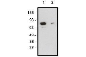 Image no. 1 for anti-Smoothened Homolog (Drosophila) (SMO) antibody (ABIN4620362) (SMO antibody)