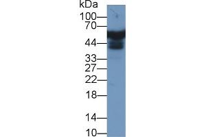 Western blot analysis of Human Liver lysate, using Human APOH Antibody (1 µg/ml) and HRP-conjugated Goat Anti-Rabbit antibody ( (APOH antibody  (AA 22-345))