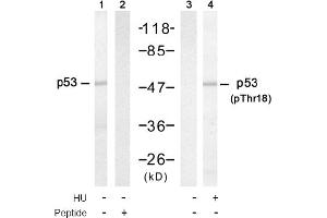 Image no. 1 for anti-Tumor Protein P53 (TP53) (pThr18) antibody (ABIN319214) (p53 antibody  (pThr18))