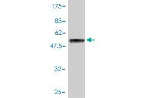 Western Blot detection against Immunogen (51. (HSF2 antibody  (AA 1-230))