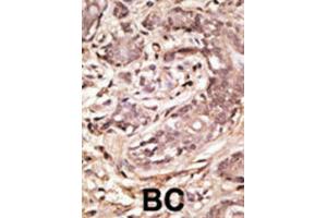 Immunohistochemistry (IHC) image for anti-Small Ubiquitin Related Modifier 4 (SUMO4) (Wild Type) antibody (ABIN2996872) (SUMO4 antibody  (Wild Type))