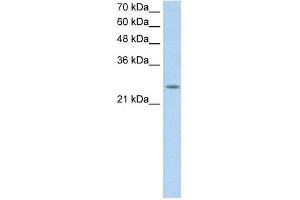 C5ORF4 antibody used at 0. (C5ORF4 antibody  (N-Term))