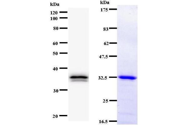 TEAD2 antibody