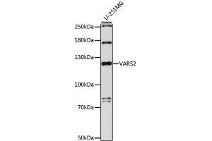 Western blot analysis of extracts of U-251MG cells, using VARS2 antibody (ABIN6294136) at 1:1000 dilution. (Valyl-tRNA Synthetase 2, Mitochondrial (VARS2) antibody)