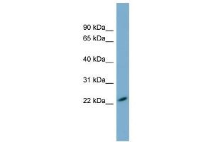 MXRA7 antibody used at 1 ug/ml to detect target protein. (MXRA7 antibody  (N-Term))