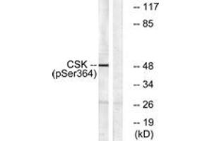 Western blot analysis of extracts from HeLa cells treated with PMA 125ng/ml 30', using Csk (Phospho-Ser364) Antibody. (CSK antibody  (pSer364))