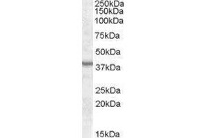 Western Blotting (WB) image for ArsA Arsenite Transporter, ATP-Binding, Homolog 1 (ASNA1) peptide (ABIN369545) (ArsA Arsenite Transporter, ATP-Binding, Homolog 1 (ASNA1) Peptide)