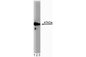 Western blot analysis of Neuronal Pentraxin on rat brain lysate. (Neuronal Pentraxin (AA 137-312) antibody)