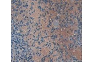 IHC-P analysis of Mouse Tissue, with DAB staining. (CXCL1 antibody  (AA 25-96))