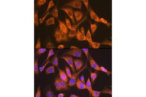 Immunofluorescence analysis of NIH-3T3 cells using NDUFS4 Rabbit mAb (ABIN7268821) at dilution of 1:100 (40x lens). (NDUFS4 antibody)