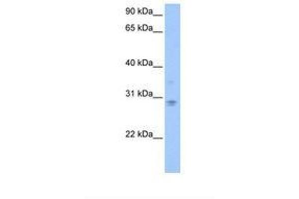 DCUN1D3 antibody  (AA 225-274)