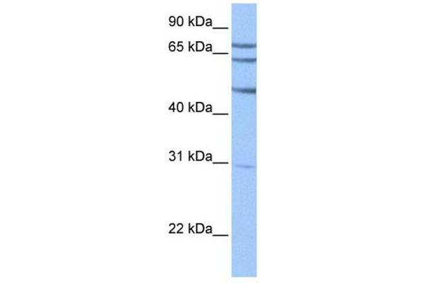 TSKS antibody  (N-Term)