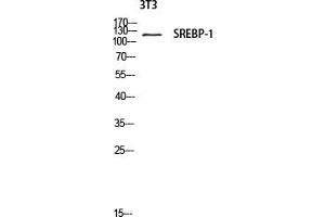 Western blot analysis of 3T3 lysate using SREBP-1 antibody. (SREBF1 antibody)