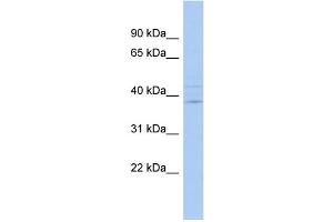 WB Suggested Anti-IQCK Antibody Titration: 0. (IQCK antibody  (Middle Region))