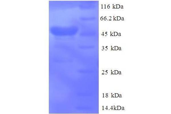 CNPY2/MSAP Protein (AA 22-182, full length) (GST tag)