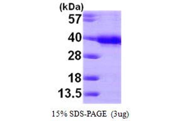 HUS1 Protein (AA 1-280) (His tag)