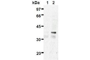 Western Blotting (WB) image for anti-ES1 Protein Homolog (AA 1-281), (full length), (N-Term) antibody (ABIN1449175) (ES1 Protein Homolog (AA 1-281), (full length), (N-Term) antibody)