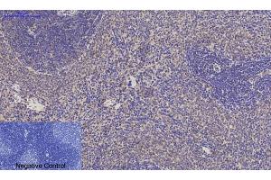 Immunohistochemical analysis of paraffin-embedded rat spleen tissue. (JAG1 antibody  (Internal Region))