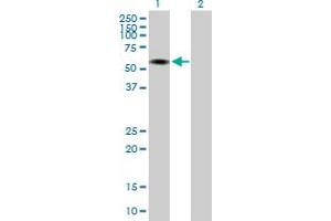 Western Blot analysis of INTS12 expression in transfected 293T cell line by INTS12 MaxPab polyclonal antibody. (INTS12 antibody  (AA 1-462))