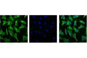 IF analysis of Hela with antibody (Left) and DAPI (Right) diluted at 1:100. (EGFR antibody)
