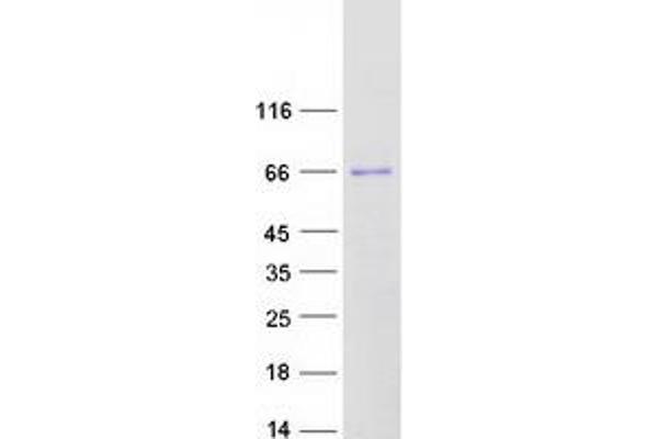 KCNQ4 Protein (Transcript Variant 2) (Myc-DYKDDDDK Tag)