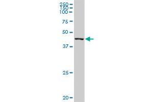 PPP1R7 MaxPab polyclonal antibody. (PPP1R7 antibody  (AA 1-360))