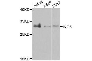 Western blot analysis of extracts of various cell lines, using ING5 antibody (ABIN5974390) at 1/1000 dilution. (ING5 antibody)