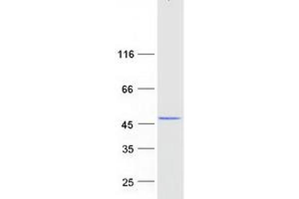 Mare/Nprl3/C16orf35 Protein (Transcript Variant 2) (Myc-DYKDDDDK Tag)