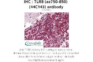 Image no. 1 for anti-Toll-Like Receptor 8 (TLR8) (AA 750-850) antibody (ABIN1723146) (TLR8 antibody  (AA 750-850))