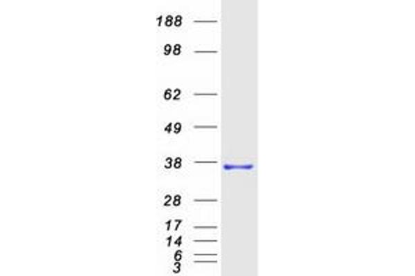 MMADHC Protein (Myc-DYKDDDDK Tag)