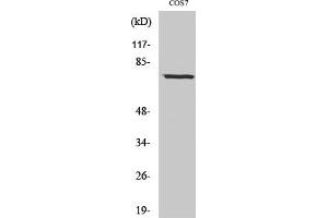 Western Blot analysis of COS7 cells using Netrin-1 Polyclonal Antibody diluted at 1:1000. (Netrin 1 antibody  (C-Term))