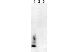 Western Blotting (WB) image for anti-Amyloid beta (Abeta) (AA 1-40), (C-Term), (N-Term) antibody (ABIN126719) (beta Amyloid antibody  (C-Term, N-Term))