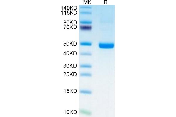 Microseminoprotein, Prostate Associated (MSMP) (AA 37-139) protein (Fc Tag)